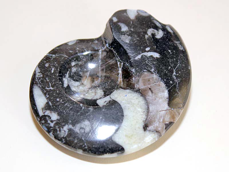 Goniatite