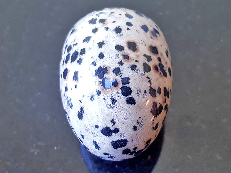 Jasper Dalmatian Egg