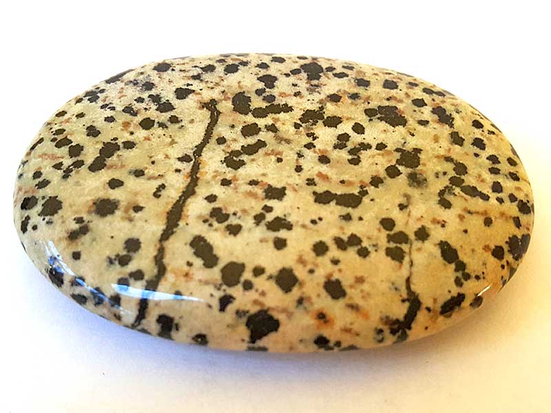 Jasper Dalmatian